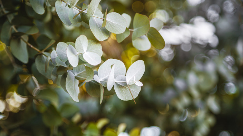Eucalyptus branches extend outward.