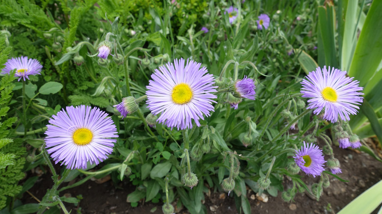 Purple fleabane flowers grow together.