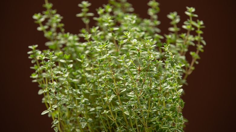A small thyme bush grows in a garden.