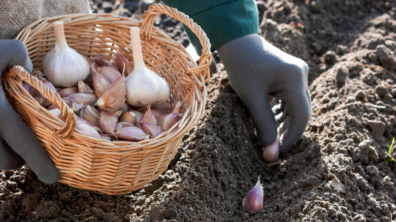 Gardener plants garlic gloves in the soil.