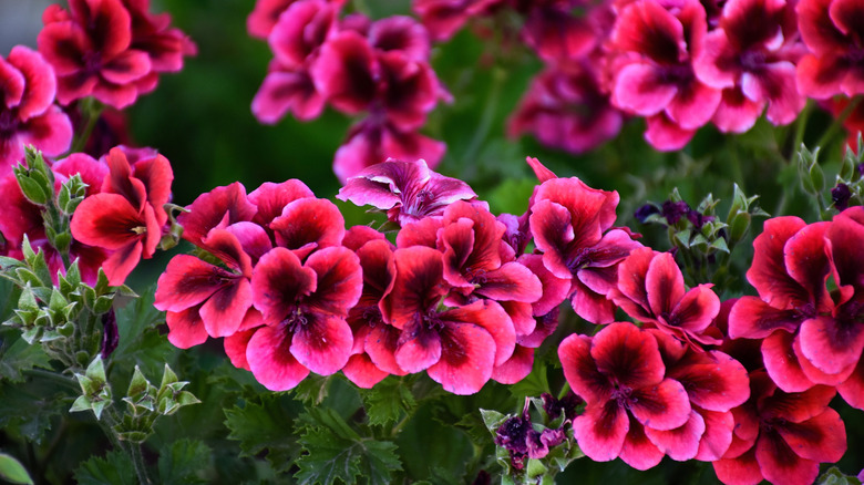A cluster of red geranium flowers grow together.