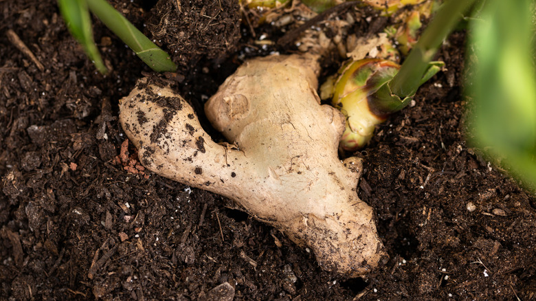 Ginger sits in the soil.