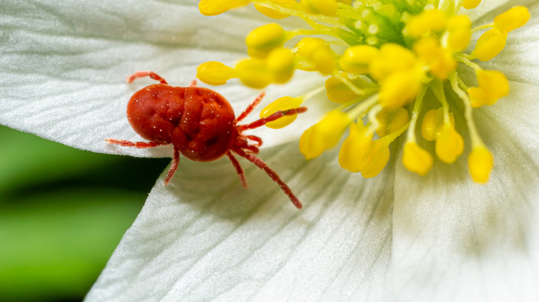 A red velvet chigger crawls inside a flower.