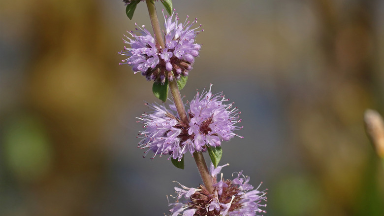Close up view of the round purple flowers of pennyroyal.