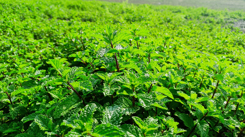 Clusters of peppermint grow together.