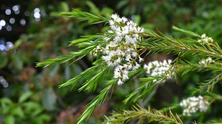 Close up of the white blooms of the tea tree plant.