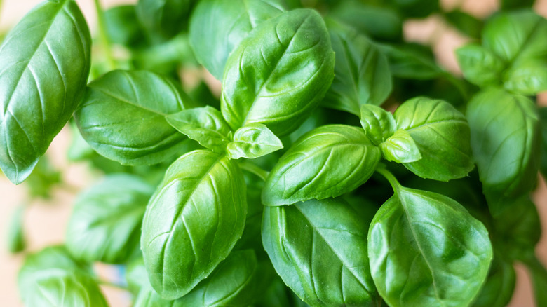 Young basil grows round leaves.