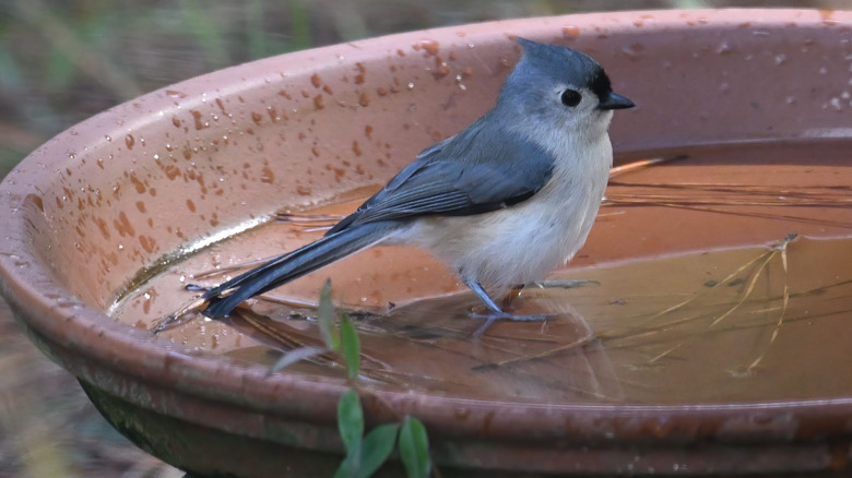 A bird stands in a birdbath.