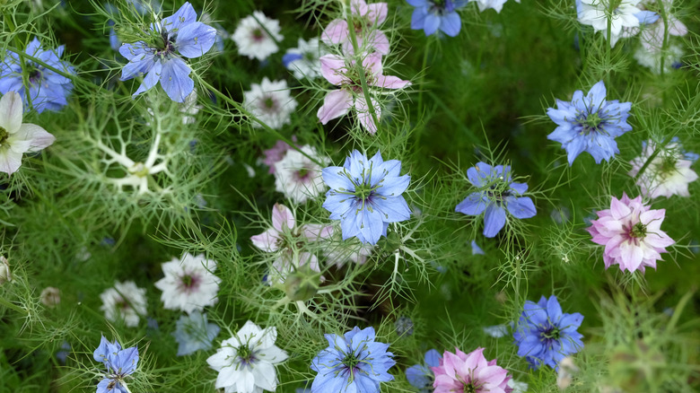 Blue, white, and purple love-in-a-mist flowers fill a garden.