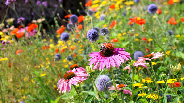 A garden of wild flowers thrives and blooms in a rainbow of colors.