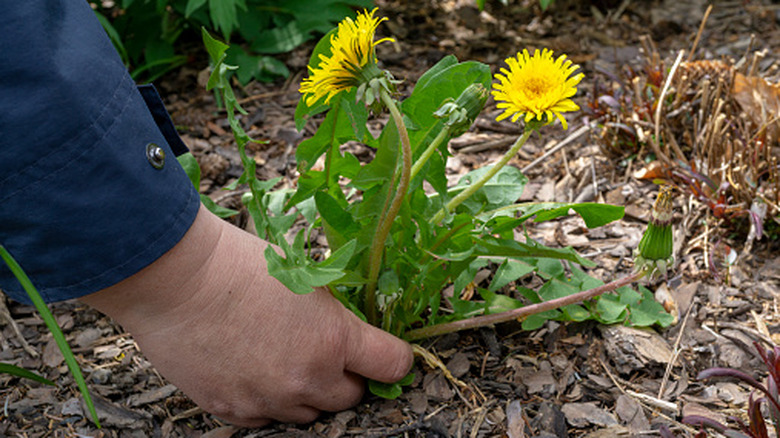 A person removes a dandelion weed by hand.