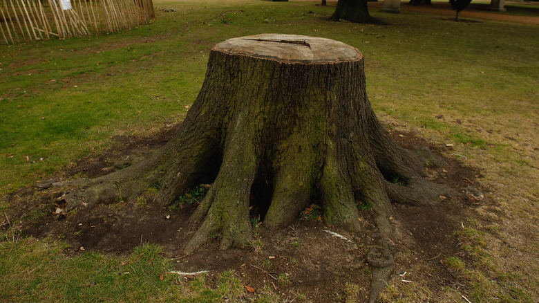 A large tree stump with exposed roots sits in the middle of a grassy yard.