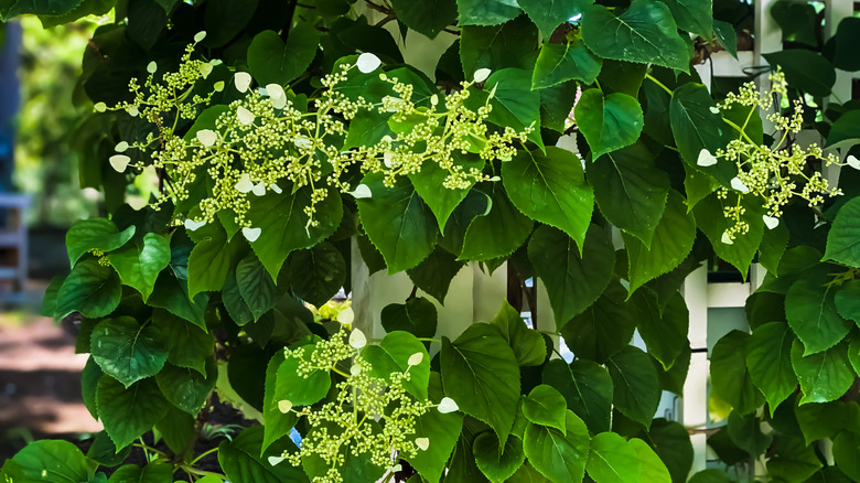Climbing hydrangea grows on a white trellis.
