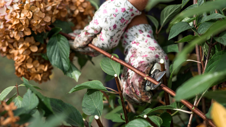 A woman prunes a hydrangea.
