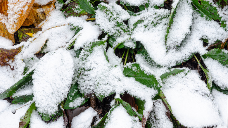 A light snow covers green and brown hosta leaves.