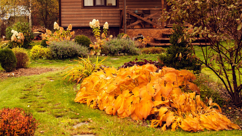 Bright golden leaved-hostas grow in a front yard in autumn.
