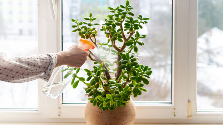 A hand is using a spray bottle to mist the leaves of a jade plant.