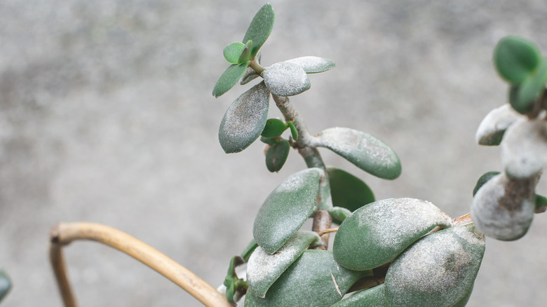White powdery mildew is visible on the oval leaves of a jade plant.