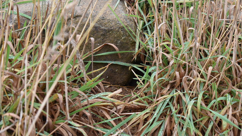 A wasp is by the entrance to its nest in the ground.