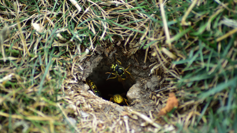 Ground wasps enter and exit a hole in the ground.