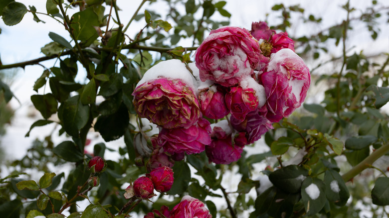 Snow and frost cling to roses on a bush.