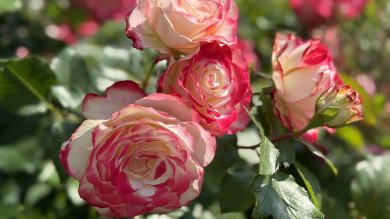 Pink and white floribunda roses bloom on a bush.