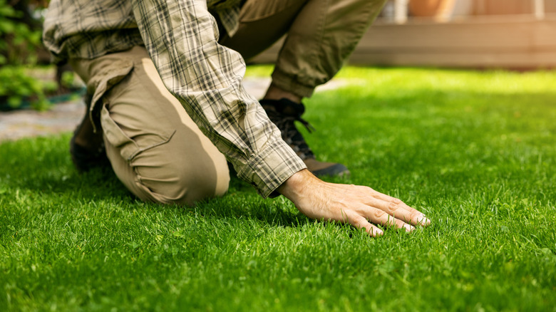 Exactly When To Reseed Your Lawn For The Grass Of Your Dreams