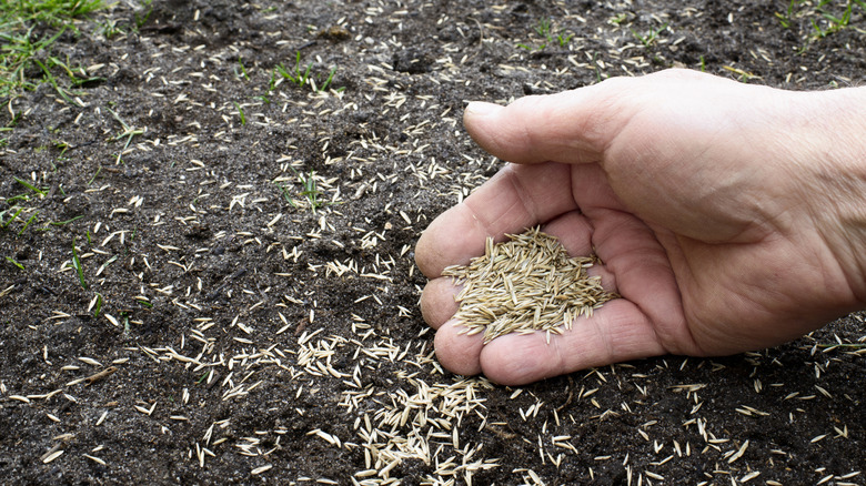 A gardener plants grass seeds in their lawn.