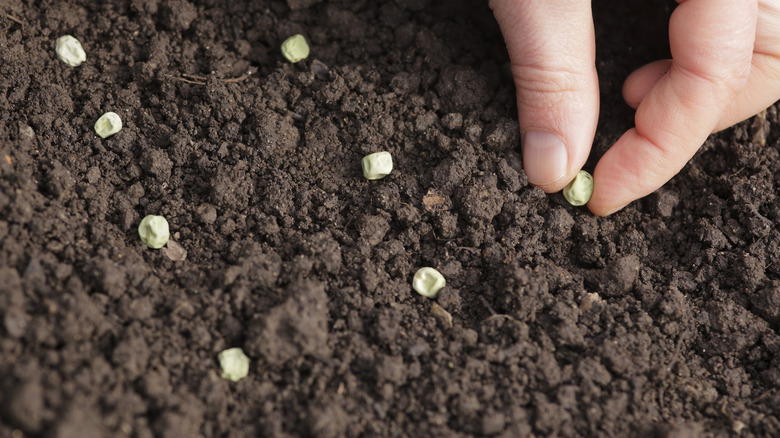 A gardener plants out frost tolerant peas.