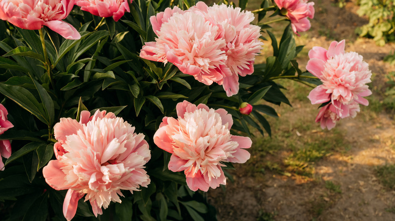 Pink peonies bloom in the garden.