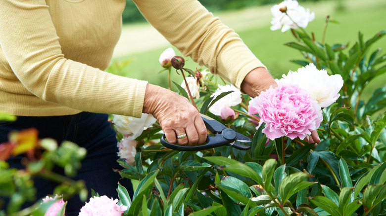 Woman cuts a peony flower from the plant.