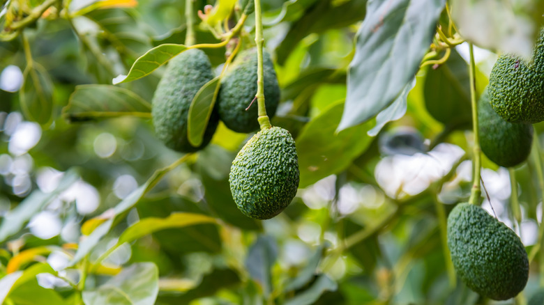 Unripe avocados hang from branches on a lush green tree.