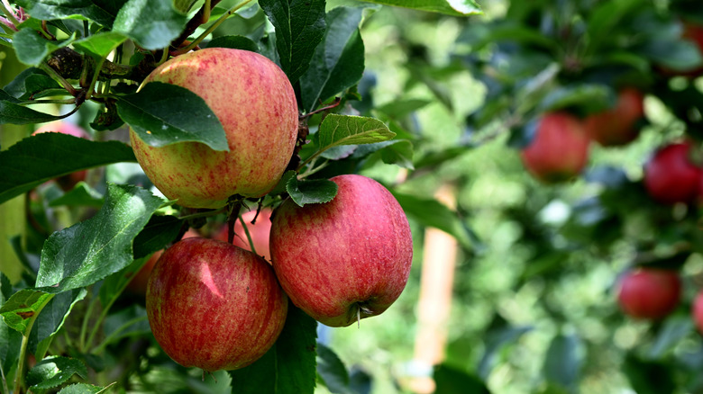 Clusters of ripe red apples hang from a tree branch.