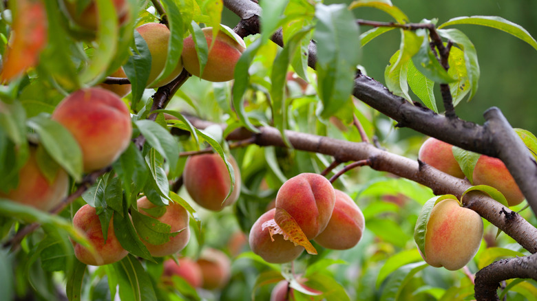 Ripe peaches grow on a tree branch, surrounded by green leaves in a lush orchard.