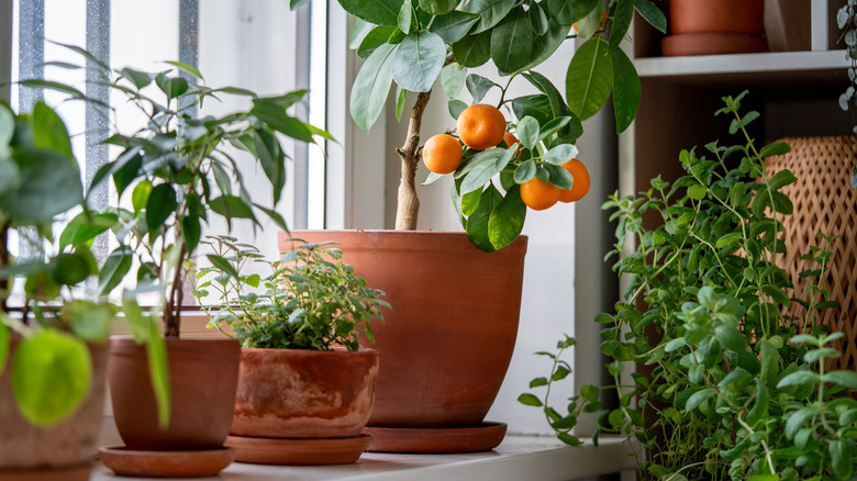 Potted fruit trees and herbs growing on a sunny indoor windowsill.