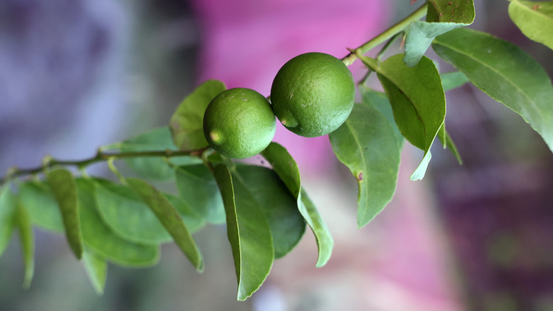 A close-up of unripe green key limes growing on a tree branch, surrounded by glossy leaves.