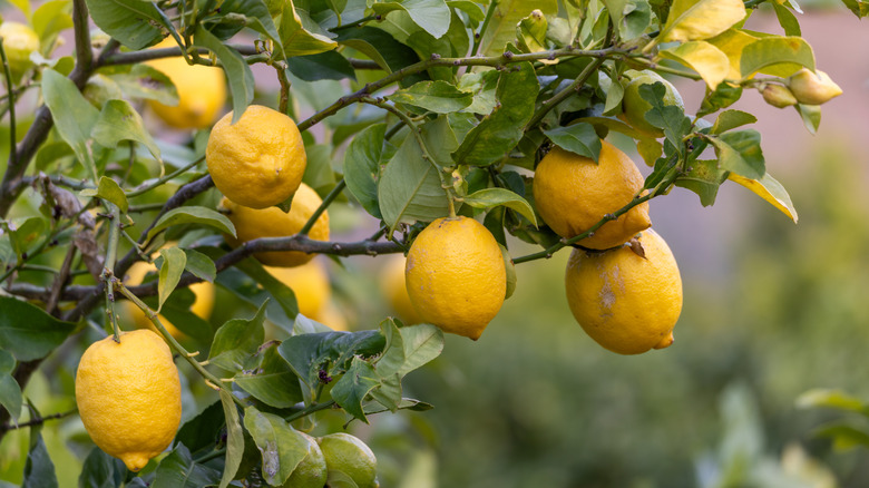 Ripe yellow lemons hang from the branches of a lemon tree.