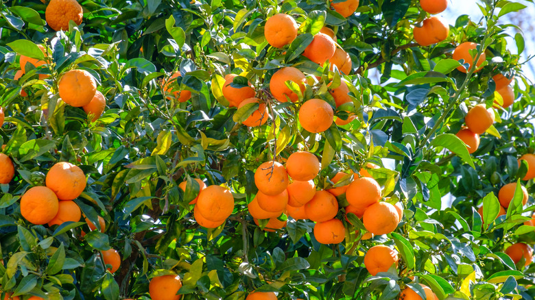 A mandarin orange tree full of ripe fruit among glossy green leaves in bright sunlight.