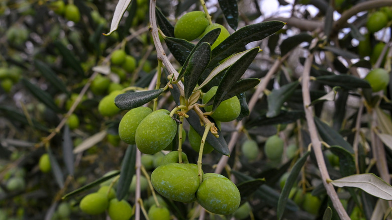 Green olives hanging from a tree branch of an olive tree
