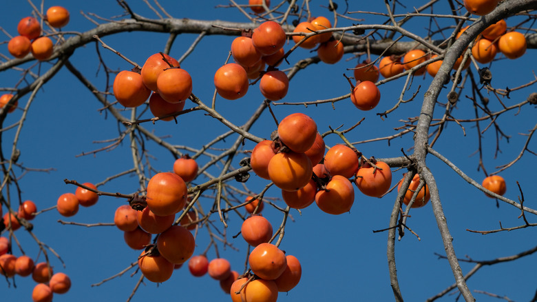 Ripe orange-red persimonns hang from tree branches.