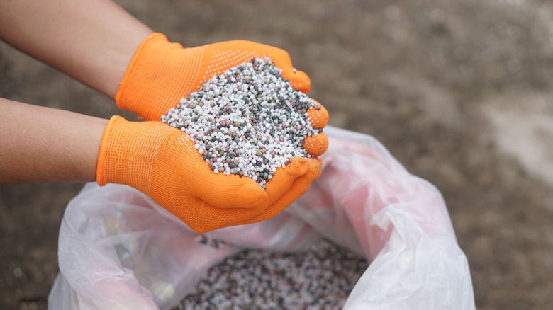 A gardener holds fertilizer in their gloved hands.
