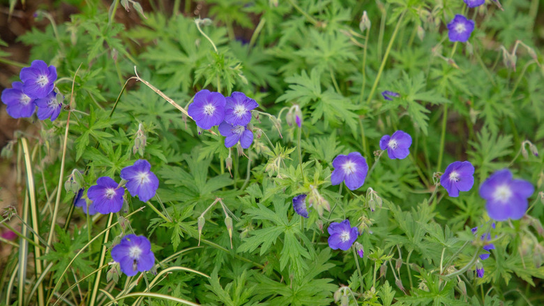 Close-up of Geranium 'Rozanne' plants in bloom, displaying vibrant violet-blue flowers with pale centers, surrounded by dense green foliage