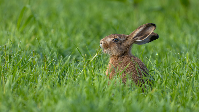 A young rabbit eating grass in a garden