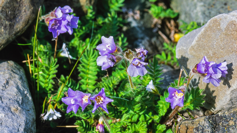 A fly lands on a purple Jacob's ladder flower.