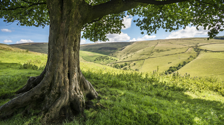 Shade of a tree falls on the grass.