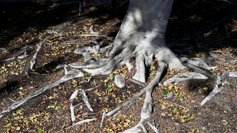 Bare tree roots visible in patches of dirt near the shade