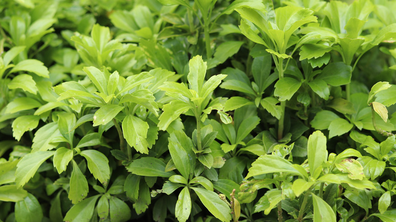Pachysandra grows as dense ground cover.