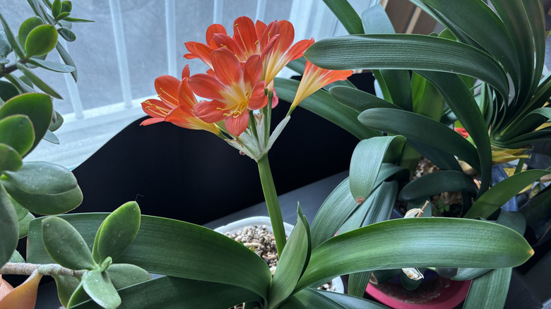 A flame lily flowers on a window sill.