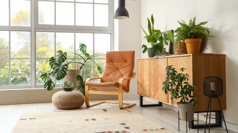 A variety of houseplants including clivia thrive on a plant stand.