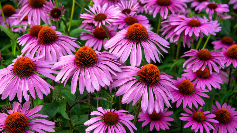 A close-up of blooming purple coneflowers